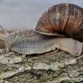 Peut-on vraiment vivre de l’élevage d’escargots ?