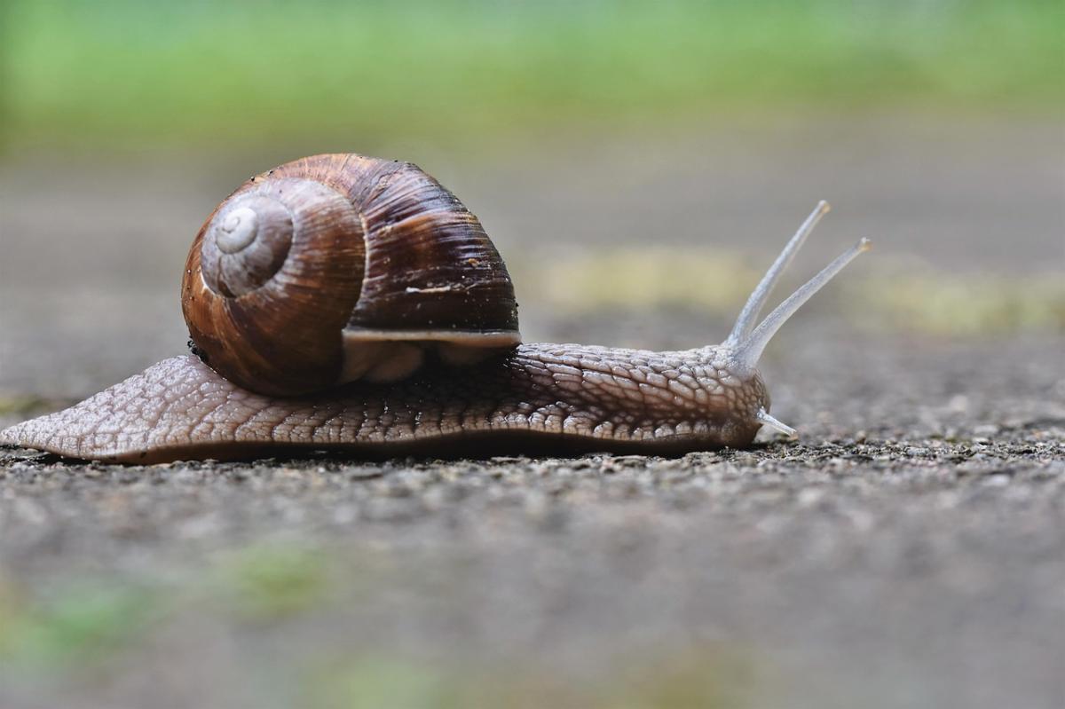 Peut-on vraiment vivre de l’élevage d’escargots ?